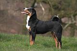 BOUVIER D'APPENZELL 076